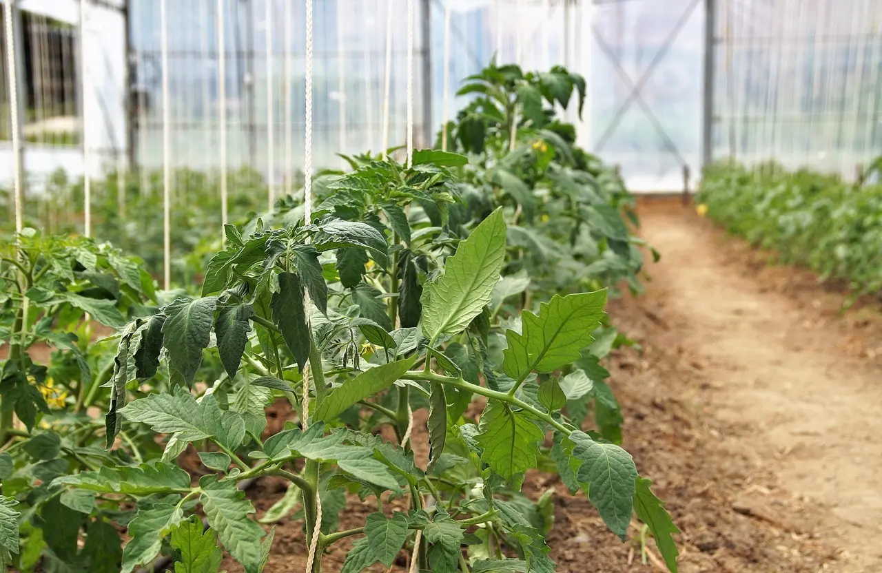 10 fejltagelser i drivhuset om foråret