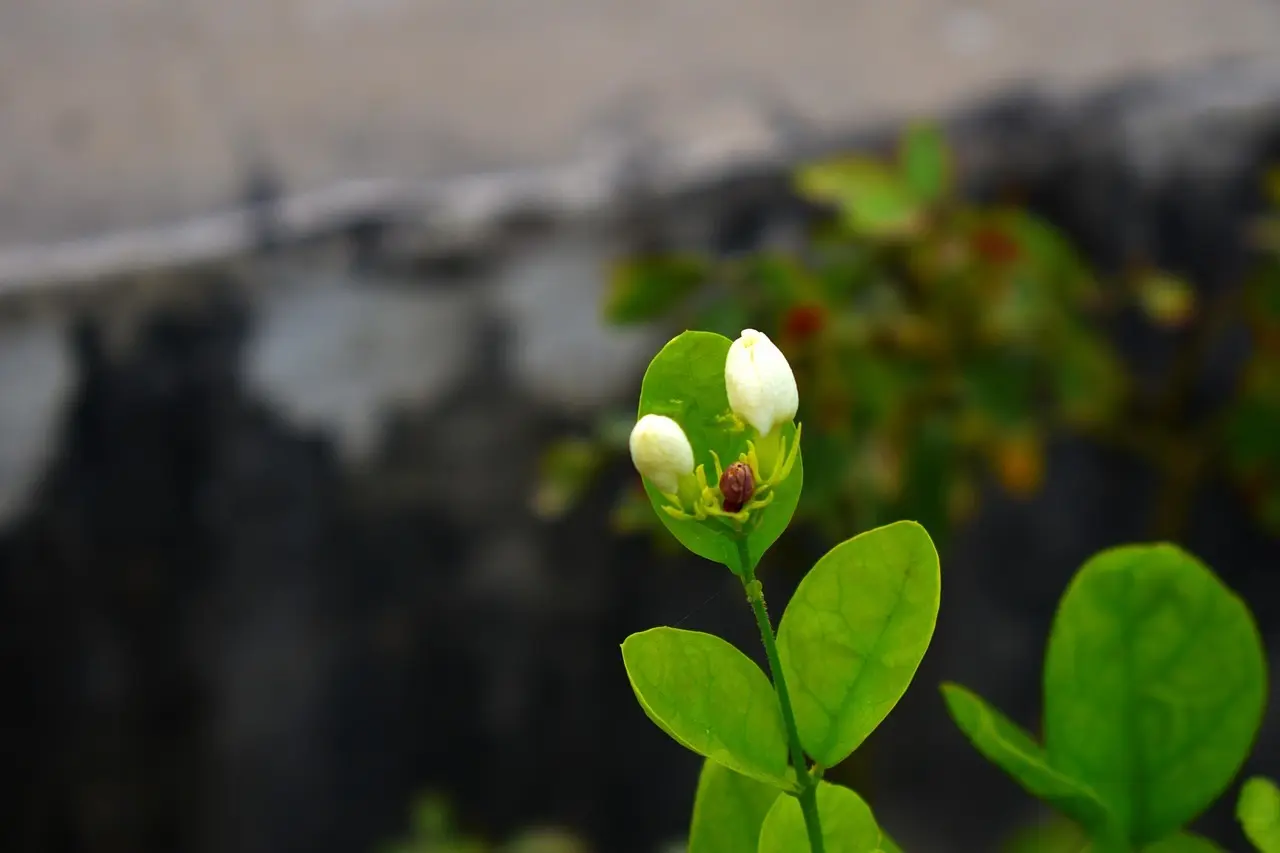 8 duftende klatreplanter til et lille hegn
