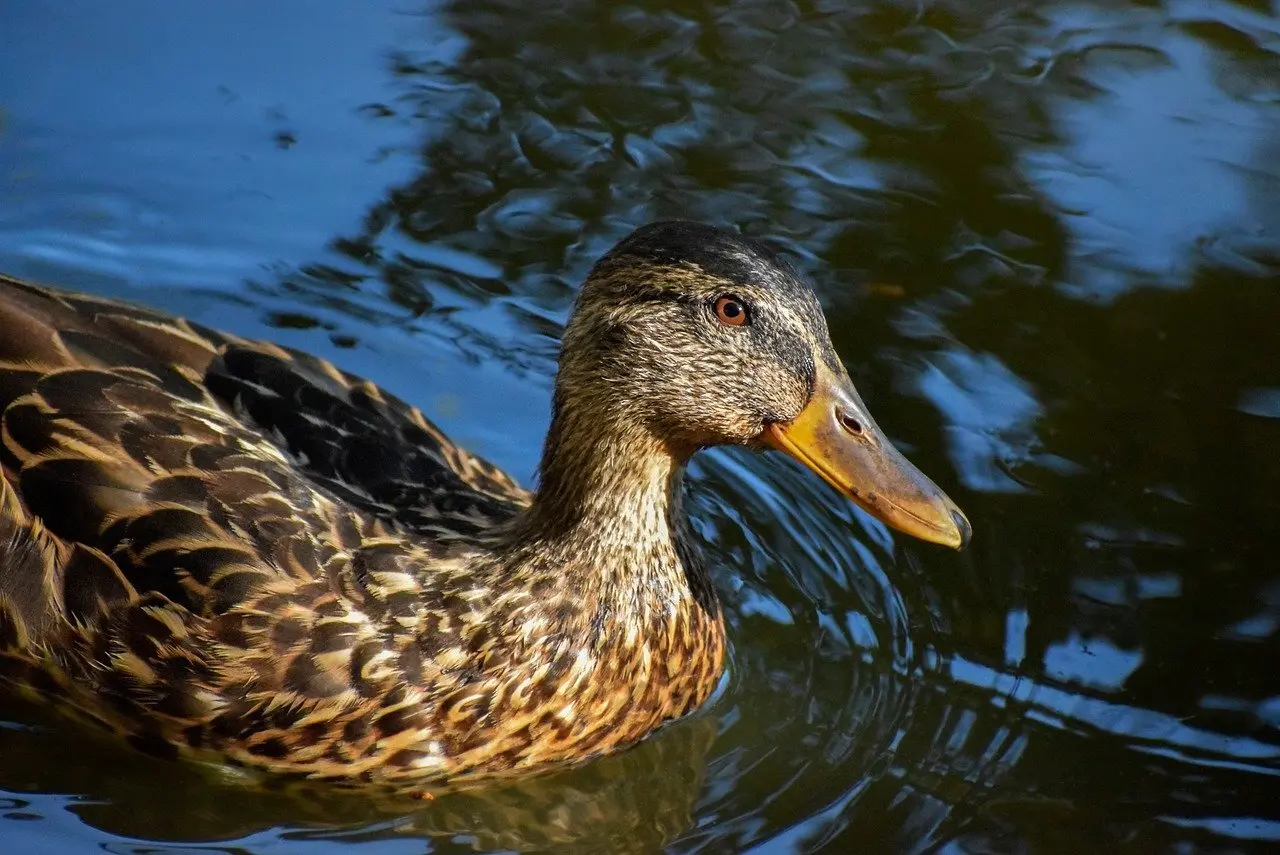 Bare i Krydsord Guide