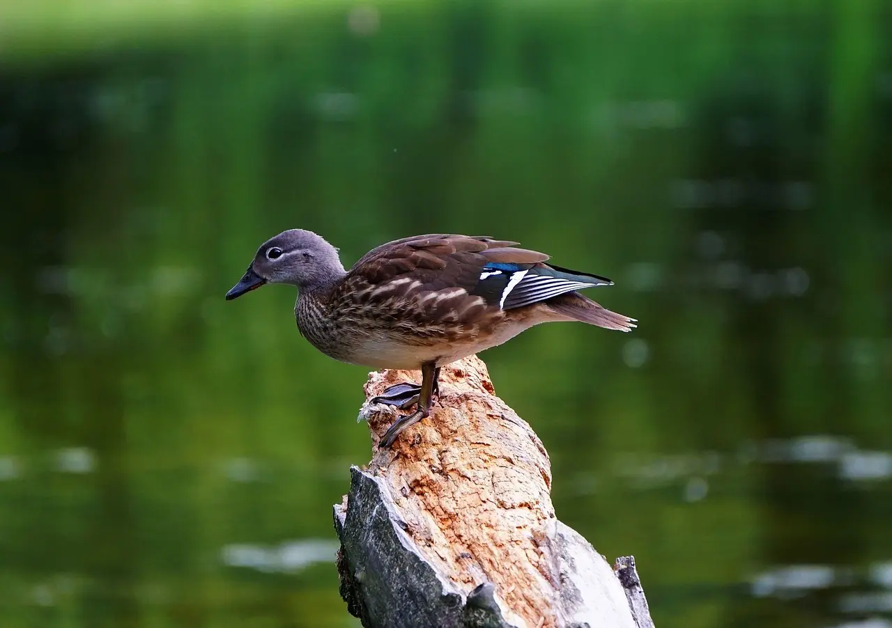 Find svar på Ledsager i Krydsord