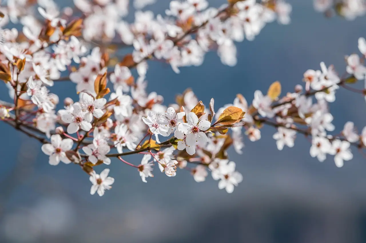 Hvad betyder fersken emoji? Fra frugt til flirt – alt du bør vide