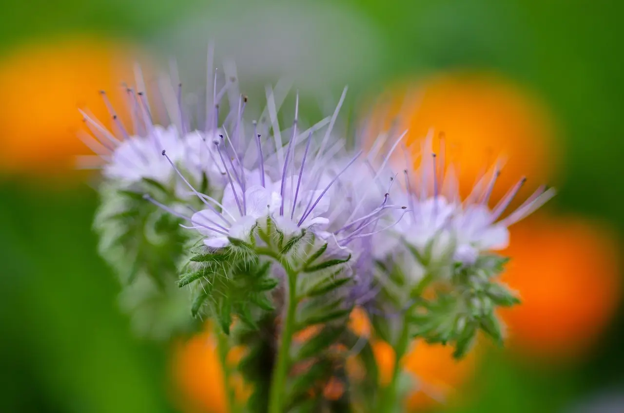 Hvilke grøngødningsplanter er bedst til sandet jord?