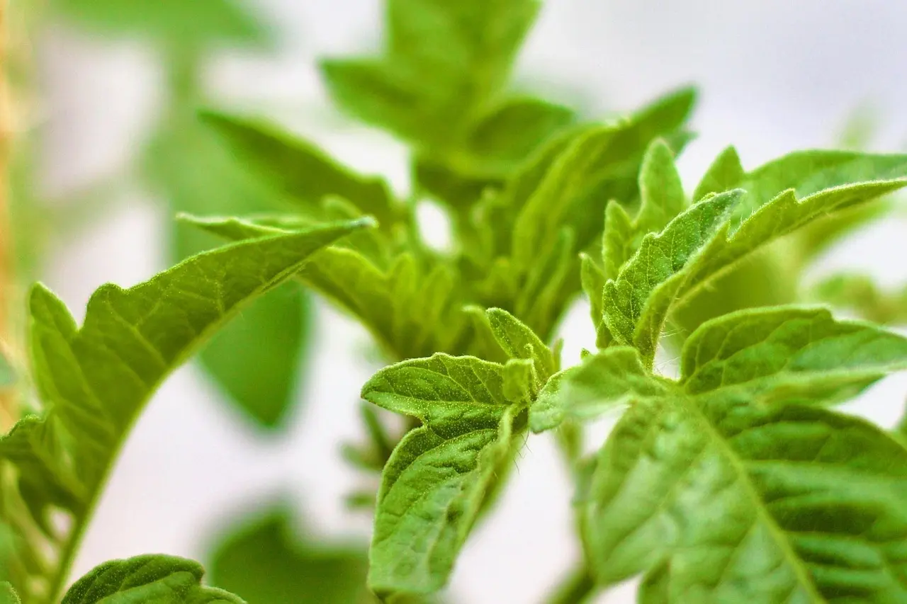 Hvor ofte skal jeg vande tomater i drivhuset i juli?