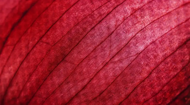 Hvornår skal løg høstes? 5 sikre tegn på, at det er tid