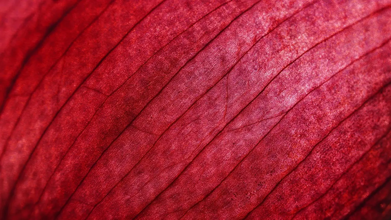 Hvornår skal løg høstes? 5 sikre tegn på, at det er tid