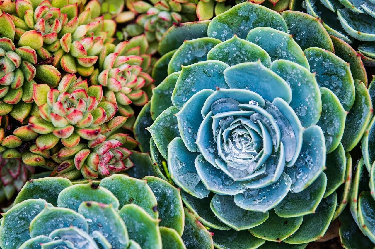 Krydsord Guide til Udsmykning