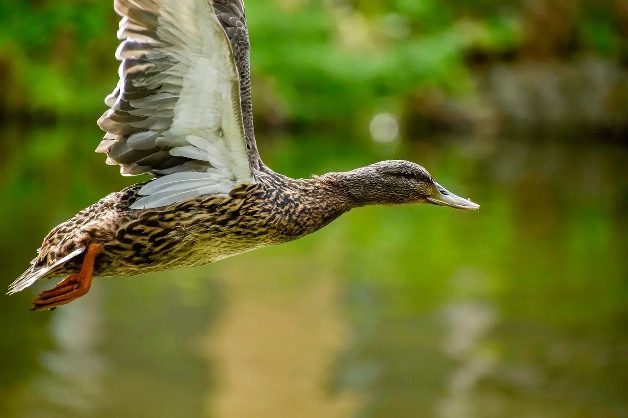 Svarlister til Fugle i Krydsord